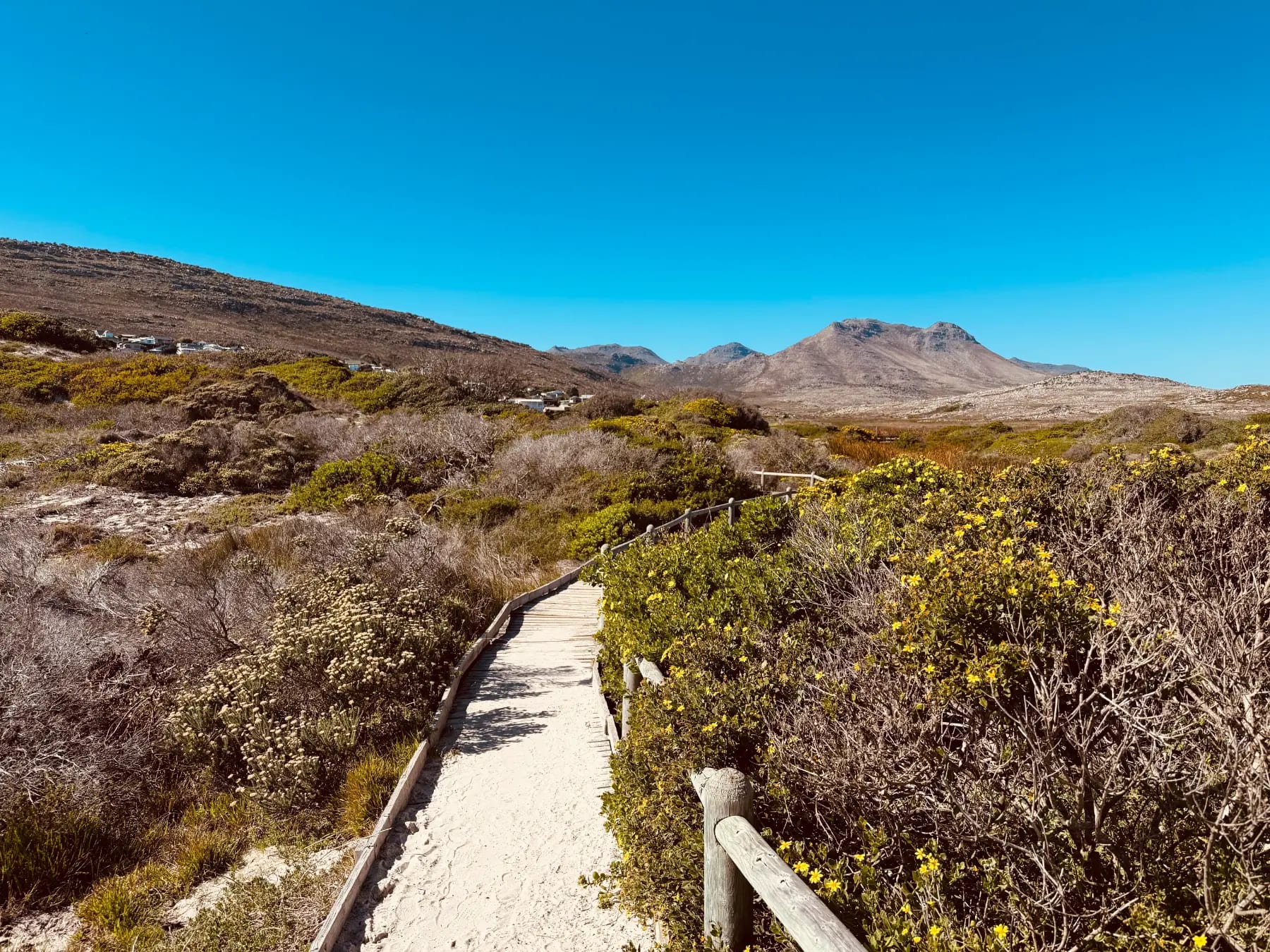 Protea and Fynbos Boardwalk at the beach
